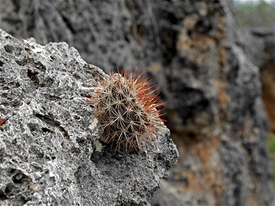 Plants bonaire outdoor