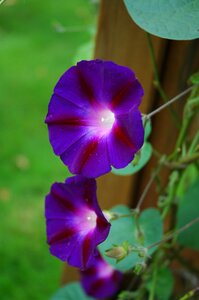 Garden blossom bloom