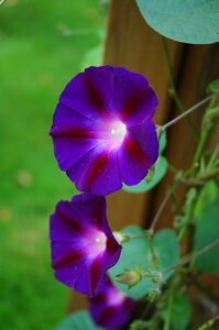 Garden blossom bloom photo