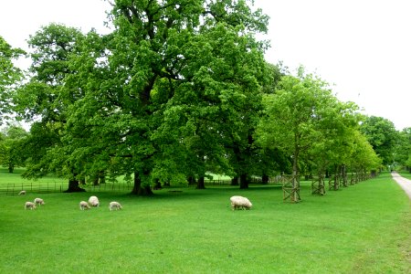Memorial avenue - Althorp House - Northamptonshire, England - DSC09271