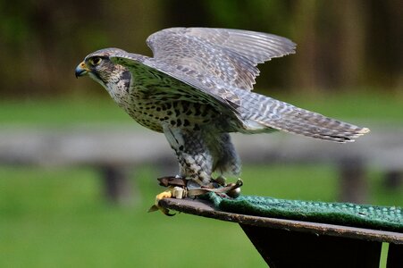 Wild animal feather bird of prey