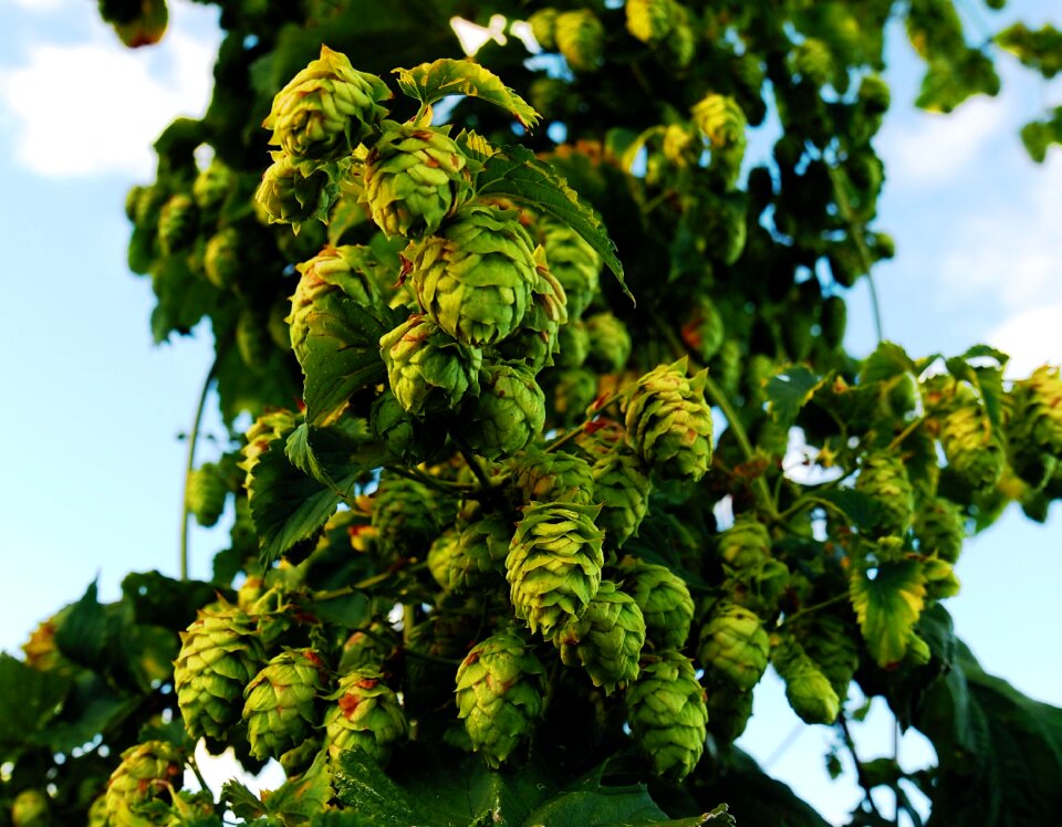 Ipa locally grown upstate ny