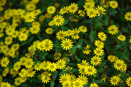 Garden plant nature