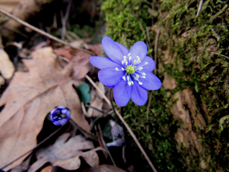 March flower spring forest floor