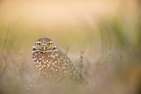 Bird feathers grass photo