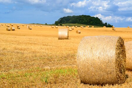 Straw harvest round bales photo