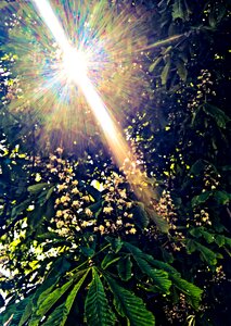 Spring chestnut blossom chestnut leaves