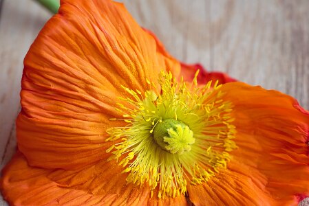 Bloom petals orange photo