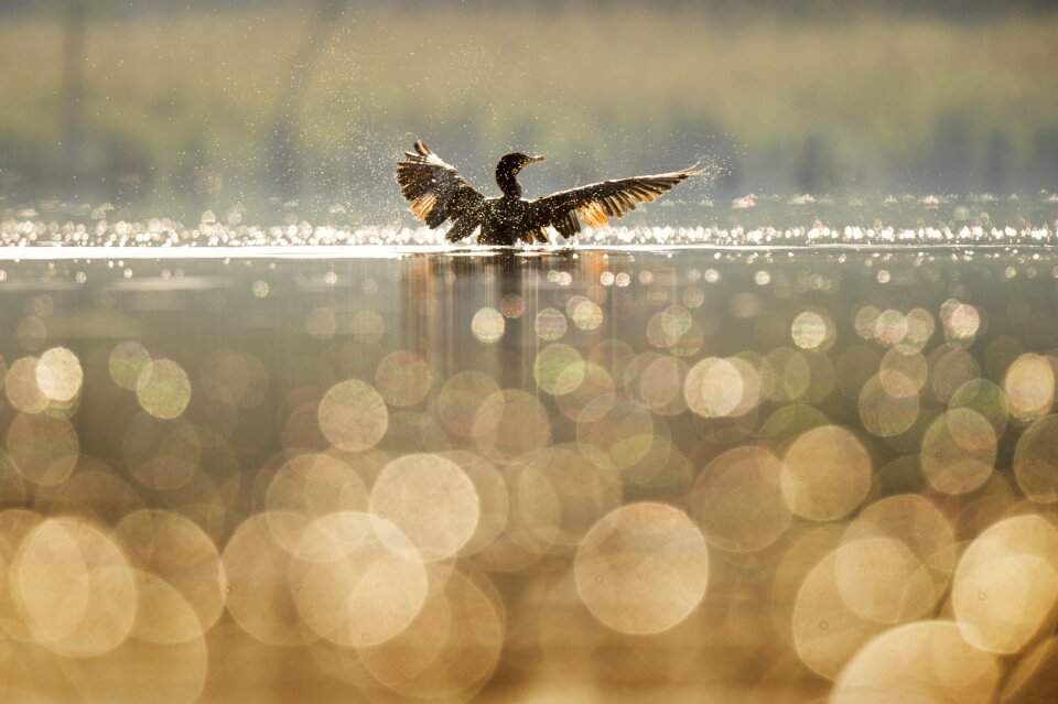 Blur bokeh lake
