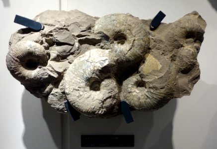 Menuites soyaensis - National Museum of Nature and Science, Tokyo - DSC06958