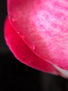 Rosa rose petals