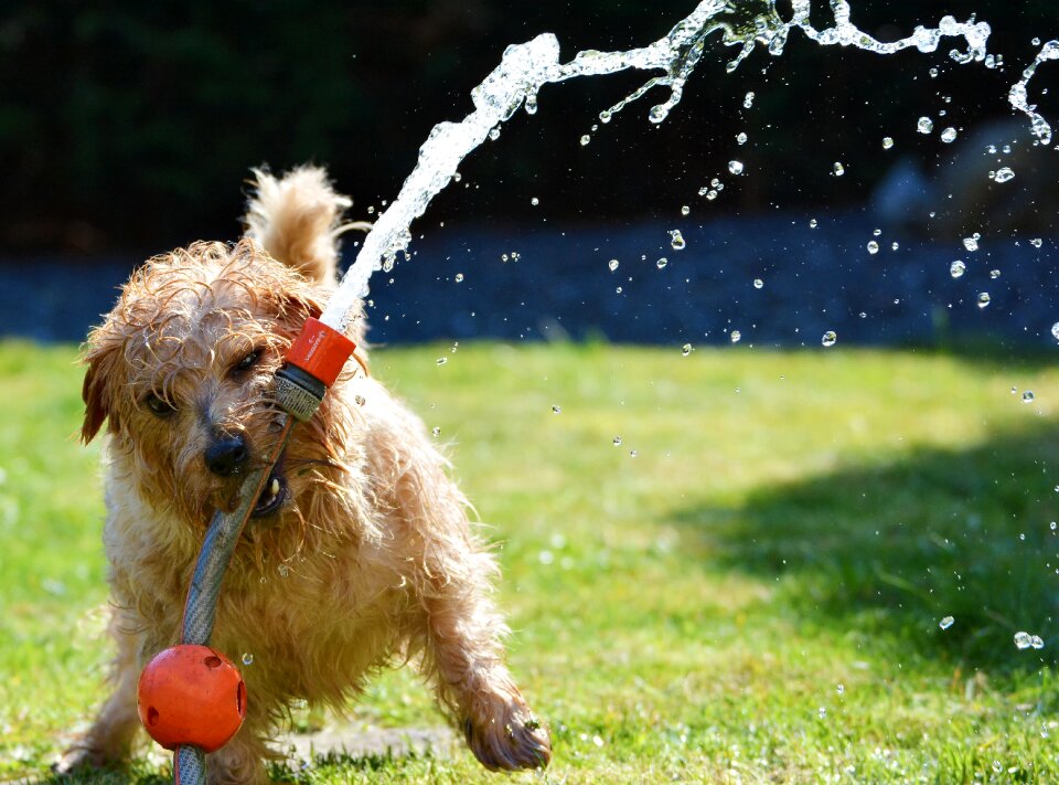 Fun norfolk terrier animal