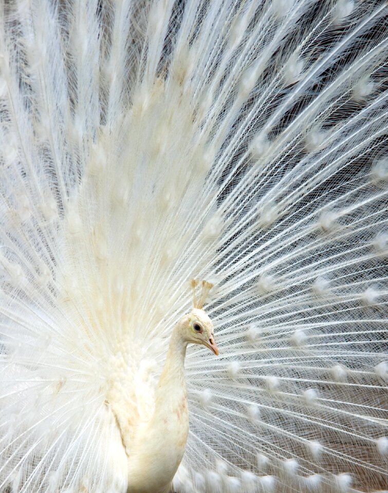 Zoo wild attract