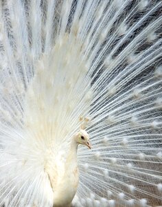Zoo wild attract