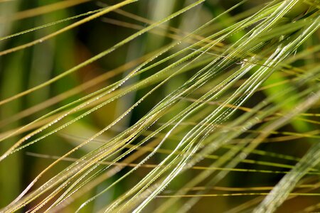 The stem the cultivation of barley photo