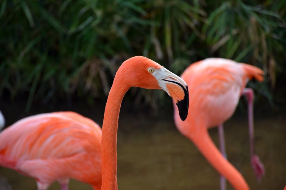 Closeup pink wading