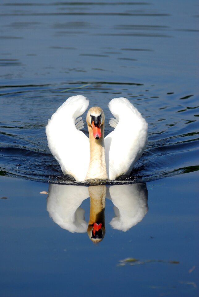 Swan noble water