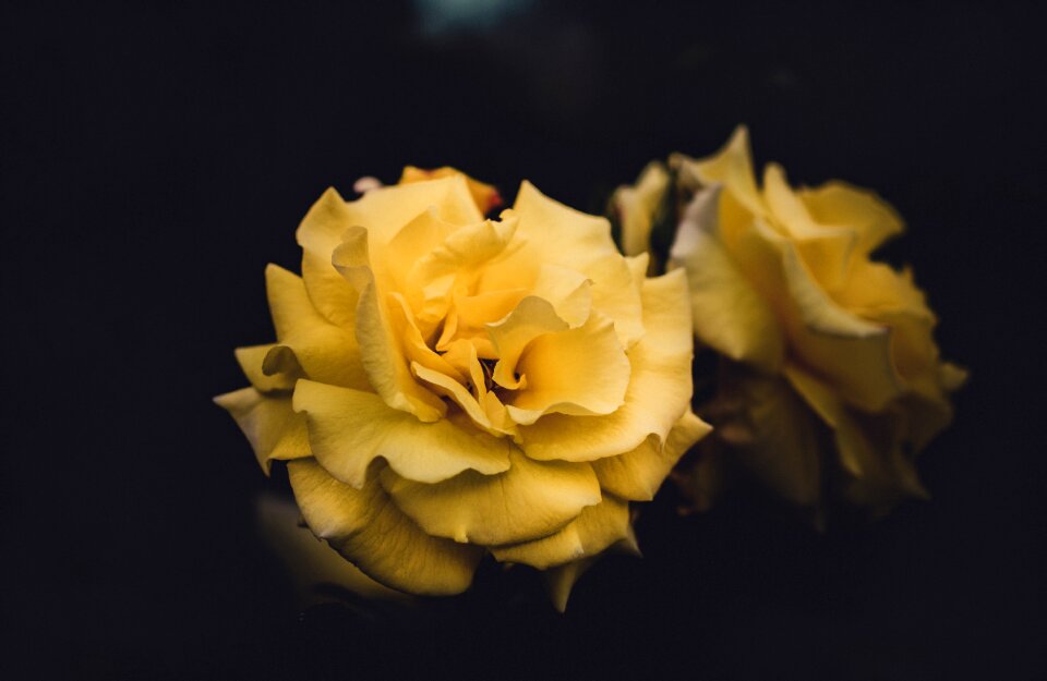 Flowers hd wallpaper petals