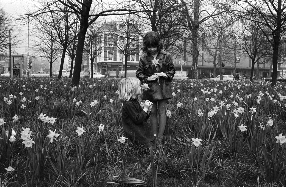 Meisjes tussen bloeiende narcissen, Bestanddeelnr 924-4302
