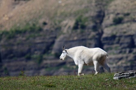 Logan pass horn white