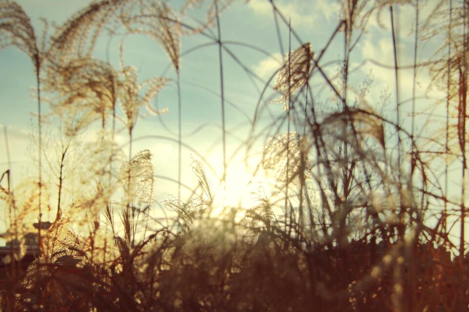 Ray of sunshine field nature