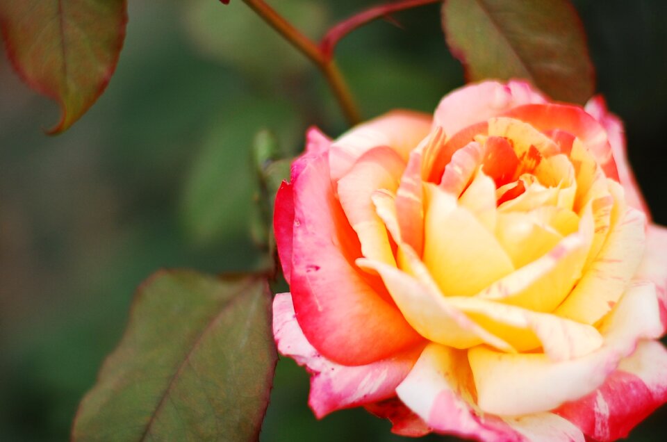 Red roses multicolored rose nature