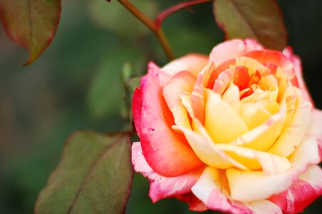 Red roses multicolored rose nature photo