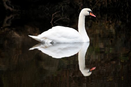 Swan noble water