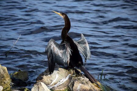 Bird full body rock photo