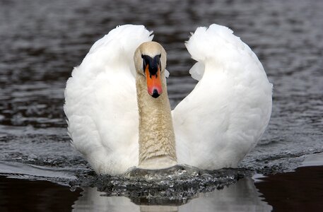 Swan noble water