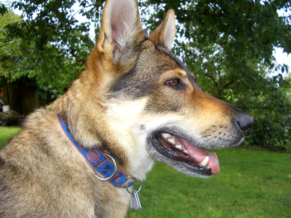 Czechoslovak wolf dog luna photo