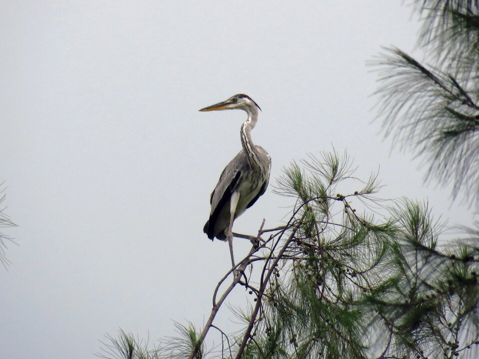 Grey heron bird height