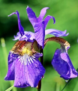 Bloom purple flower violet flower