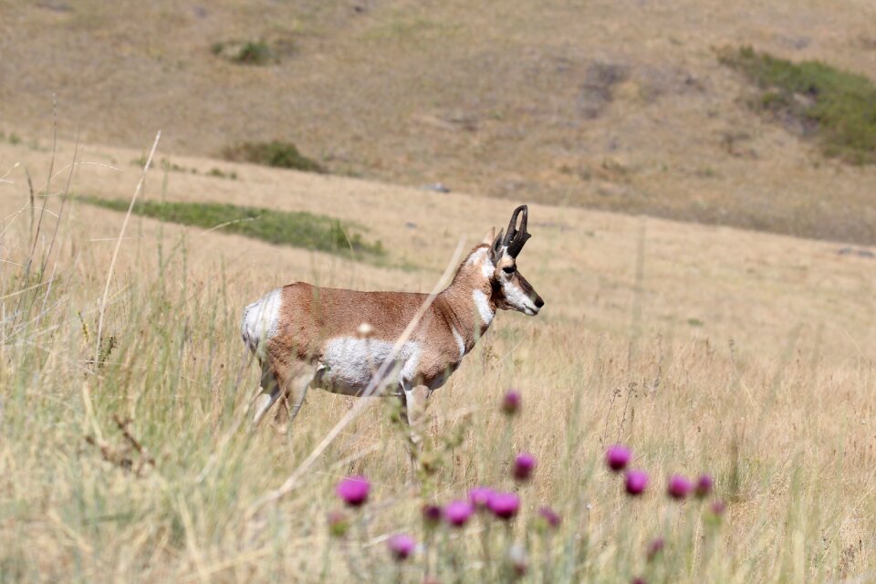 Prairie grassland nature