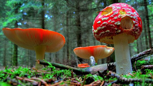 Forest nature red fly agaric mushroom photo