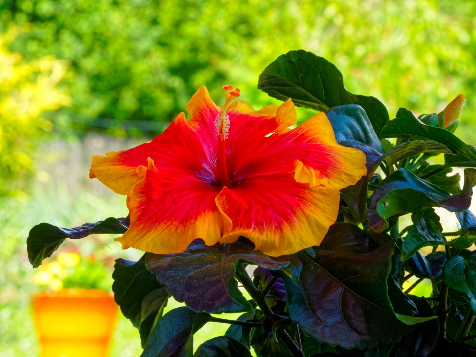Petals red flowers orange