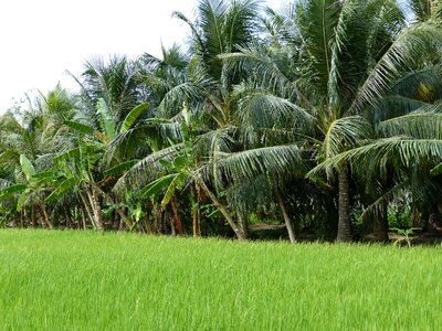 Nature vegetation vietnam