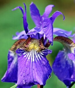 Bloom purple flower violet flower