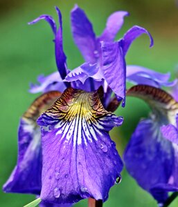 Bloom purple flower violet flower photo