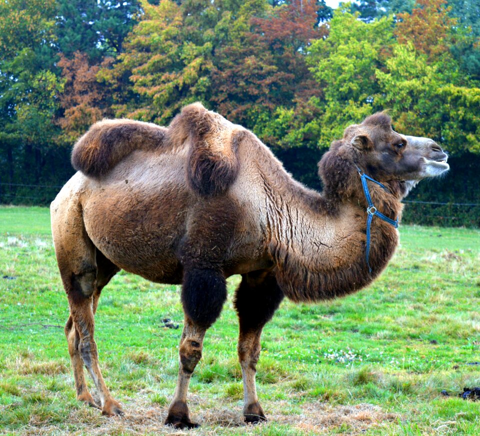 Paarhufer ruminant desert