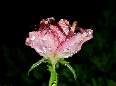 Pink flower dew morning dew photo