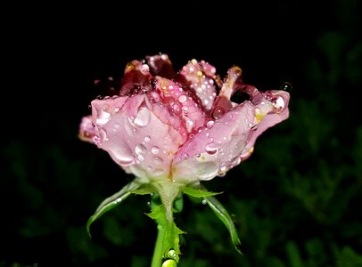 Pink flower dew morning dew