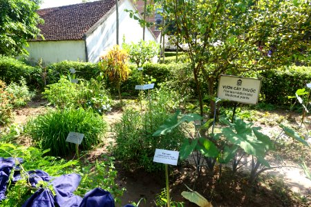 Medicinal plants - Vietnam Museum of Ethnology - Hanoi, Vietnam - DSC03411