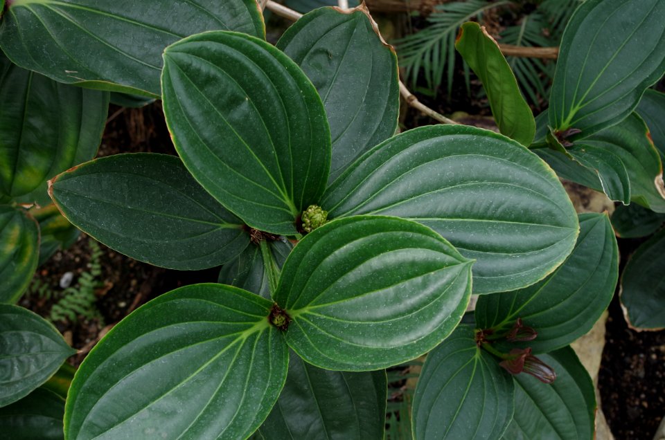 Medinilla aff. intermedia