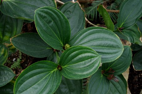 Medinilla aff. intermedia