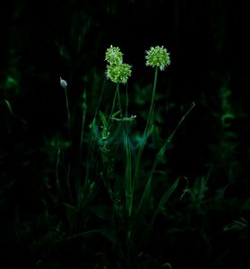 Flowers of the field evening dam