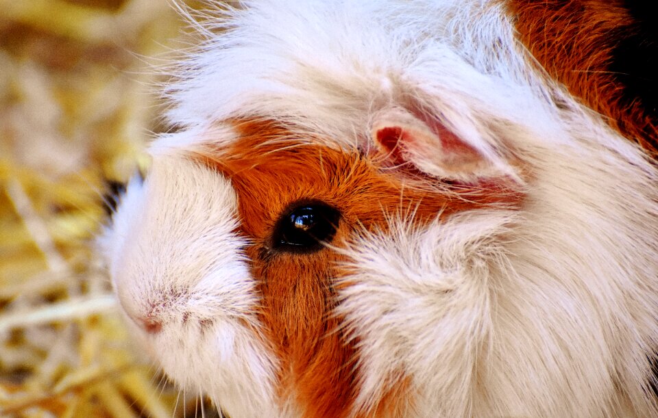 Face animal animal world