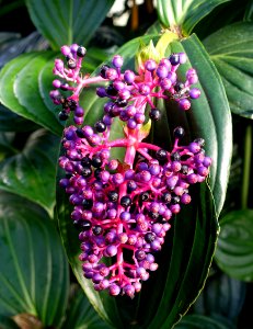 Medinilla magnifica - Wilhelma Zoo - Stuttgart, Germany - DSC01769