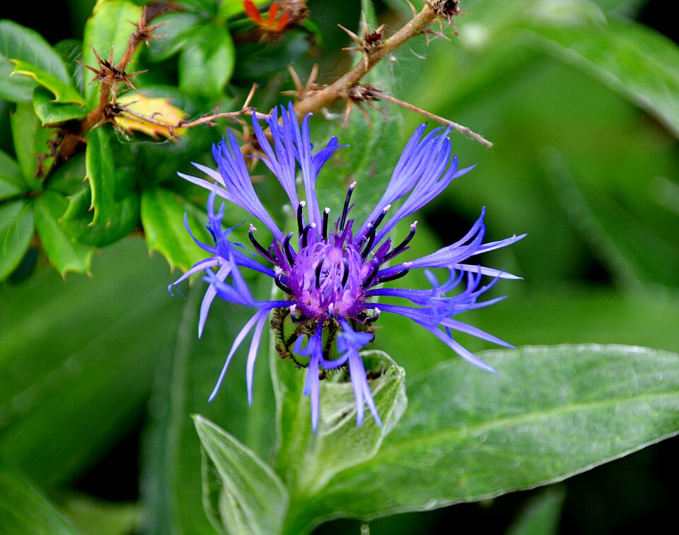 Nature garden blue flower