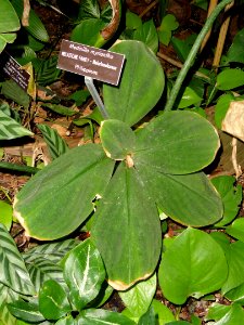 Medinilla myriantha - United States Botanic Garden - DSC09616